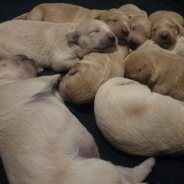 Golden Retriever puppies from Ramblin Gypsy Ranch