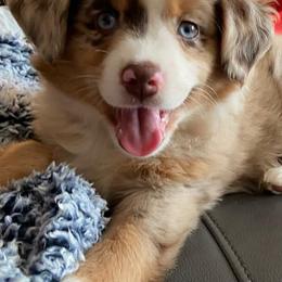 Miniature Australian Shepherds from Mels Mini Aussies