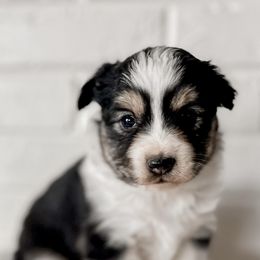 Miniature Australian Shepherd, Pembroke Welsh Corgi, and Toy Australian Shepherd Puppies from Spring Creek Aussies + Corgis