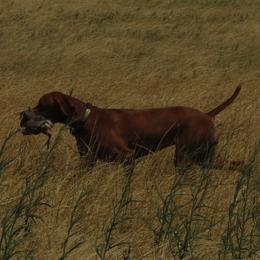 Vizsla All Grown Up from Betty's Vizslas
