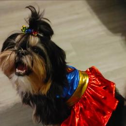 Cavalier King Charles Spaniels and Shih Tzus from Nashell Lynem