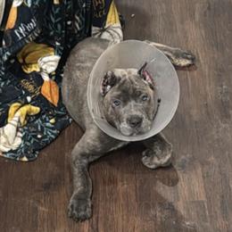 Cane Corso Puppies from TopNotch Corsos