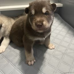 Alaskan Malamute Puppies from Fawn River Malamutes