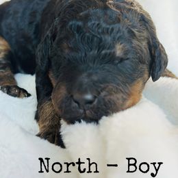 North - Phantom male Bernedoodle puppy in Sherman, Illinois from Shirl Doodle Life