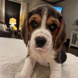 Harlow - Black tan and white female Beagle puppy in Brownsboro, Texas from Willow Bark Beagles