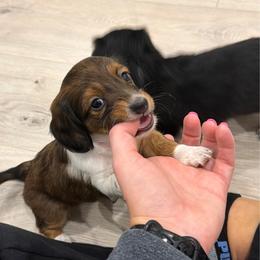 Shaded Red - Red female Dachshund puppy in Fort Worth, Texas from Honey B’s Doxies