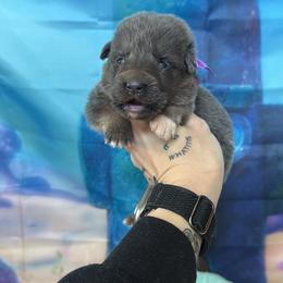 Pearl - Blue female German Shepherd puppy in Magnolia, Texas from K & Q Shepherds