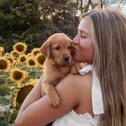 Labrador Retriever Puppies from UC Labradors