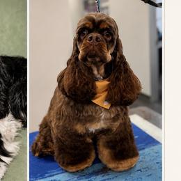 Cocker Spaniels from Southern Sunset Cockers