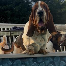 Eli/ Wee Wee - Basset Hound