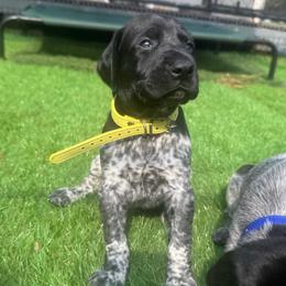 Yellow collar male - Black male German Shorthaired Pointer puppy in Rincon, Georgia from South Creek Kennels / SCK Gun Dogs