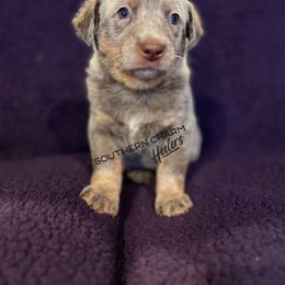Australian Cattle Dog Puppies from Southern Charm Heelers