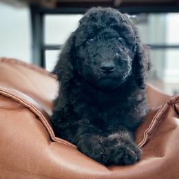 Poodle Puppies from Home of Doodles