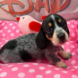 Girl 3 - Piebald female Dachshund puppy in Irving, Texas from DFW Dachshunds by G & S
