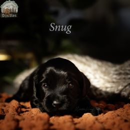 Red Collar - Black male Australian Labradoodle puppy in Cashmere, Washington from Mountain Home Doodles