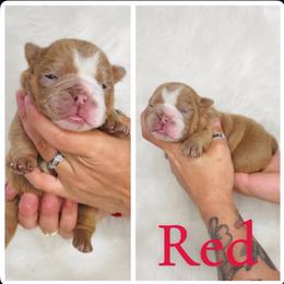 Red collar - Fawn female Bulldog puppy in Seattle, Washington from Authentic Bullys