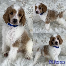 Blitzen - Red  Poodle puppy in Swansboro, North Carolina from Monarch Standard Poodles