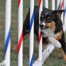 Miniature American Shepherds from Foxfire Miniature American Shepherds