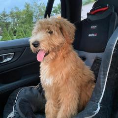 Whoodle All Grown Up from Perri’s Whoodles