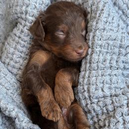 A-Chocolate Phantom Boy - Chocolate male Goldendoodle puppy in Lewisville, Texas from Texas Goldendoodle Lovers