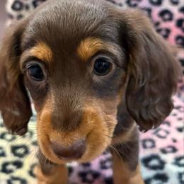 Molly - Chocolate and tan female Dachshund puppy in Massies Mill, Virginia from Pigeon Hill Dachshunds