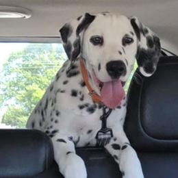 Flint (Orange Collar Boy) - White and black male Dalmatian puppy in Centereach, New York from LINY Dalmatians