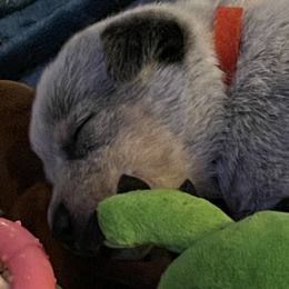 Boy 1 - Blue mottled Australian Cattle Dog puppy in Eudora, Kansas from Captain’s Creek Labradors & Australian Cattle Dogs