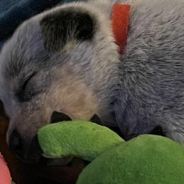 Boy 1 - Blue mottled Australian Cattle Dog puppy in Eudora, Kansas from Captain’s Creek Labradors & Australian Cattle Dogs
