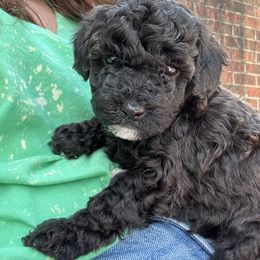 Goldendoodle Puppies from Our Darling Doodles