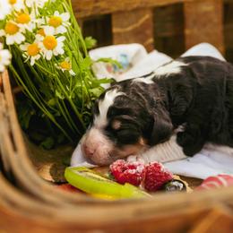 Poodle Puppies from Setting the Standard Poodles