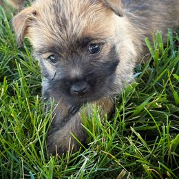 Wren - Wheaten female Cairn Terrier puppy in St. Joseph, Missouri from Stone & Thistle Cairn Terriers