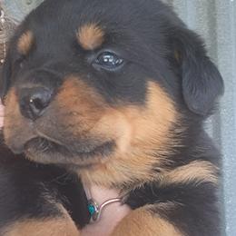 Boy 1 - Black and mahogany male Rottweiler puppy in De Witt, Iowa from Irish Eyes Kennels