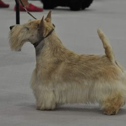 Scottish Terrier All Grown Up from JMAR kennels