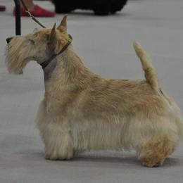 Scottish Terrier All Grown Up from JMAR kennels