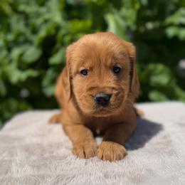 Green - Dark golden male Golden Retriever puppy in Utah from Deseret Peak Goldens