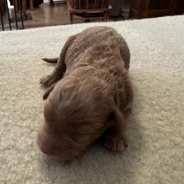 Boy 1 - male Cockapoo puppy in Sheridan, Missouri from Shepherdsfold’s Cockapoos