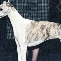 Whippets from Karasar Whippets