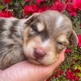 AKC Joe (Natural Tail) - Red merle male Australian Shepherd puppy in Jonesborough, Tennessee from 5AFarms