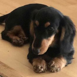 Dachshund Puppies from Jamie's Dachshunds
