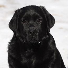 Labrador Retrievers from Smokey Hollow Labradors