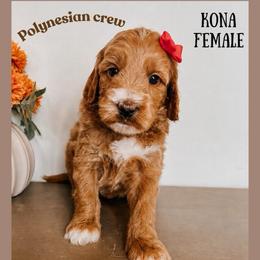 Kona - Red  female Goldendoodle puppy in Hilton, New York from The House of Goldendoodle