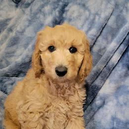 Buttercup, white - Apricot female Goldendoodle puppy in Blountsville, Alabama from Southern Charm Goldendoodles