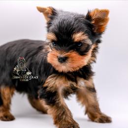 Yorkshire Terrier Puppies from Essence of Grace Yorkies