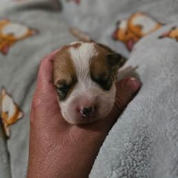 FRANKLIN - Sable male Pembroke Welsh Corgi puppy in Pilot Rock, Oregon from L2H Corgi's