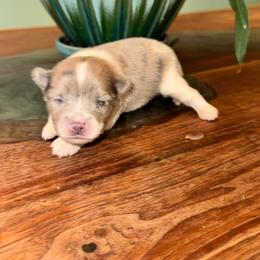 Boy c - Blue merle male Pomeranian puppy in Knoxville, Tennessee from Thea's Puppies