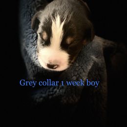 Australian Shepherd Puppies from Sydney’s Sweethearts