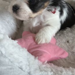 Biewer Terrier, Cavapoo, Cockapoo, Goldendoodle, Poodle, and Yorkshire Terrier Puppies from Pucci Pawfect