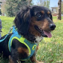 Dachshunds from Ranchin Doxies