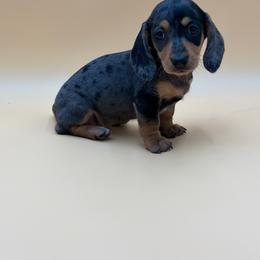 Dorothy - Dapple female Dachshund puppy in Porterville, California from Desert Dynasty