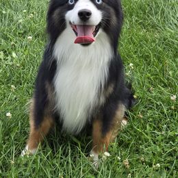 Synj - Black tri male Miniature Australian Shepherd puppy in Dowagiac, Michigan from Wrightway Wigglebutts